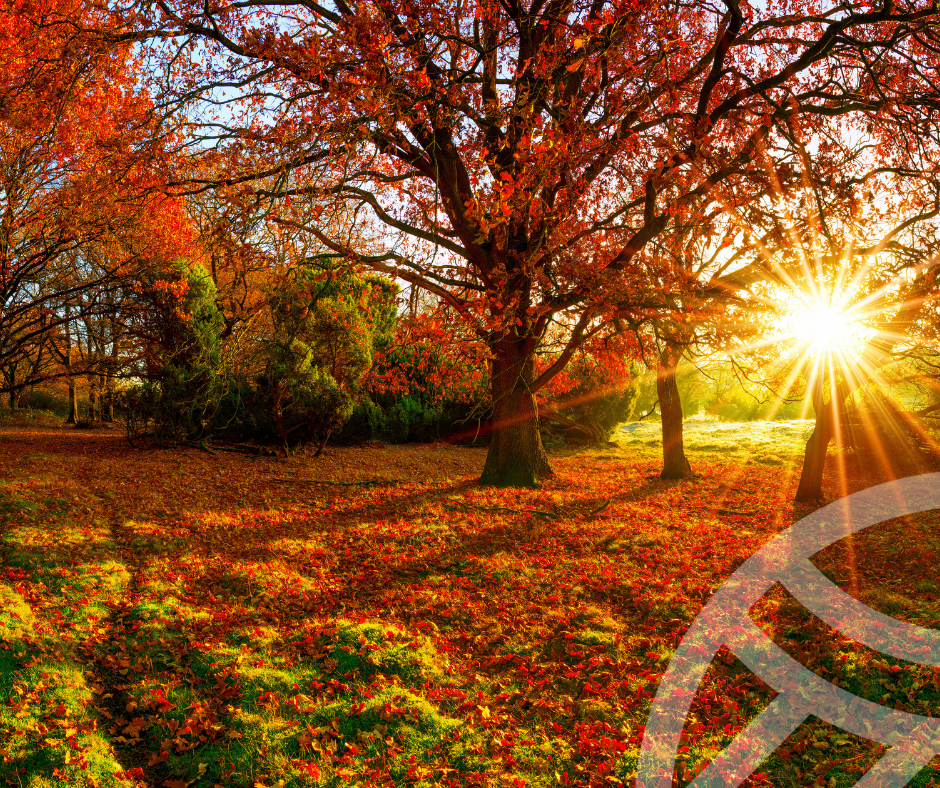 Park im herbstlichen Sonnenschein